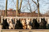 SCOTTISH TERRIER 152